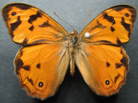 Adult Male Upper of Wonder Brown - Heteronympha mirifica